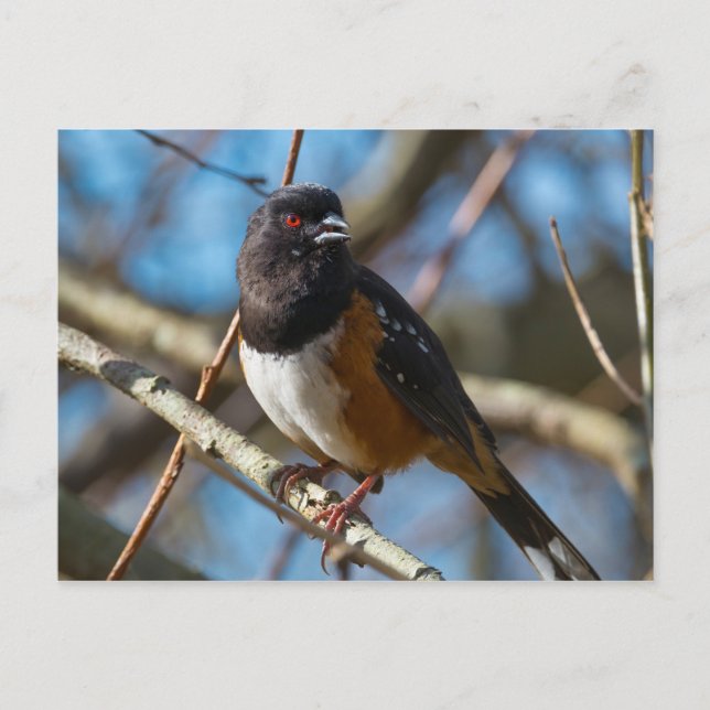 Carte Postale Towhee tacheté (Devant)