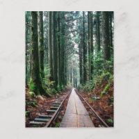 Traces ferroviaires dans la forêt