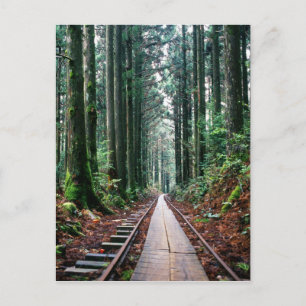 Carte Postale Traces ferroviaires dans la forêt