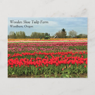 Carte Postale Tracteur vert en Tulip Field, Oregon Postcard