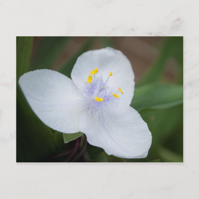 Carte Postale Tradescantia Andersoniana 'Osprey' Fleur (Devant)