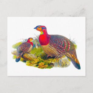 Carte Postale Tragopan à ventre gris