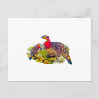 Carte Postale Tragopan de Blyth ou Tragopan à ventre gris