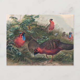 Carte Postale Tragopan de la corne par Joseph Wolf