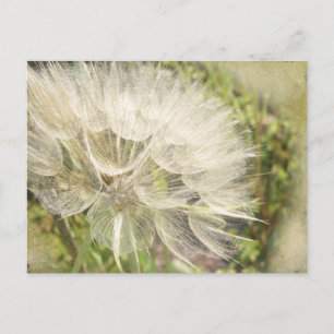 Carte Postale Tragopogon dubius - Beauté des chèvres jaunes