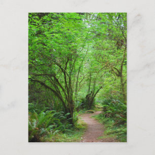 Carte Postale Trail dans Redwood Forest