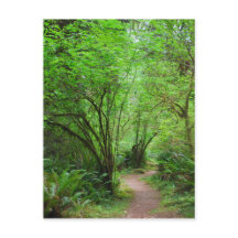 Trail dans Redwood Forest