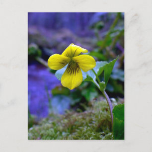 Carte Postale Trailing Jaune Violet 01