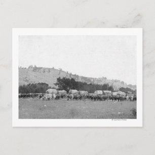 Carte Postale Trains Ox entre Sturgis et Deadwood Photograph