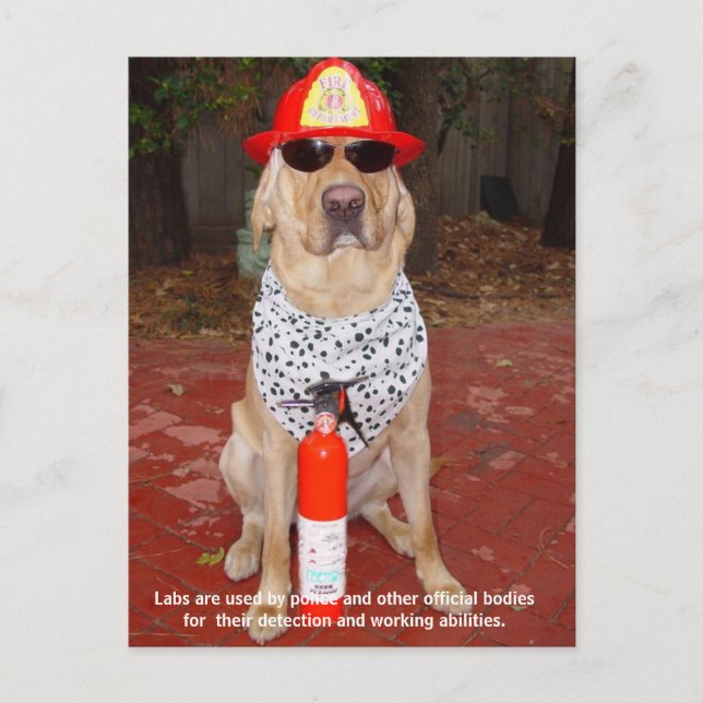 Carte Postale Traits de laboratoire - Utilisation par la police  (Devant)