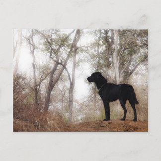 Carte Postale Travailler le Scooby de chien au travail Conservat