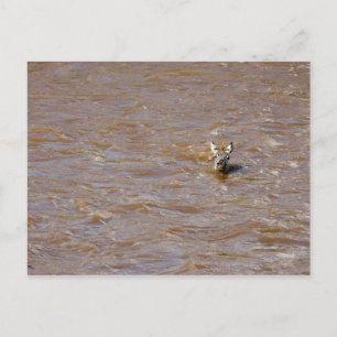 Carte Postale Traversée de Zebra