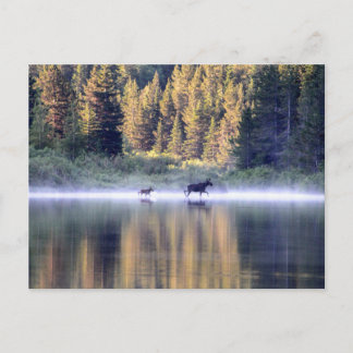 Carte Postale Traverser le brouillard