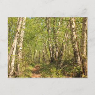 Carte Postale Traverser les bouleaux