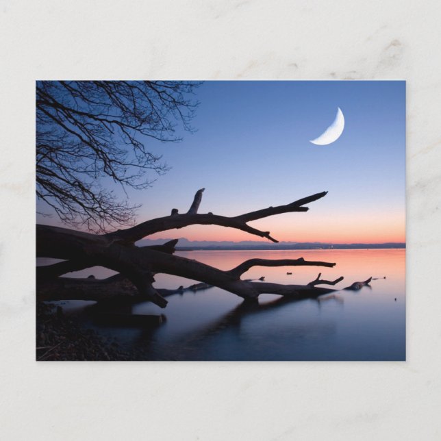 Carte Postale Tree at Starnberg Lake | Muensing Bavaria Germany (Devant)