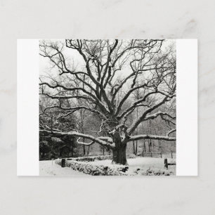 Carte Postale Tree Bedford Oak New York City