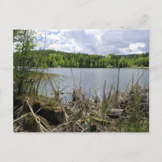 Carte Postale Trees Lake et Sky Marshall Lake Limite B.C.