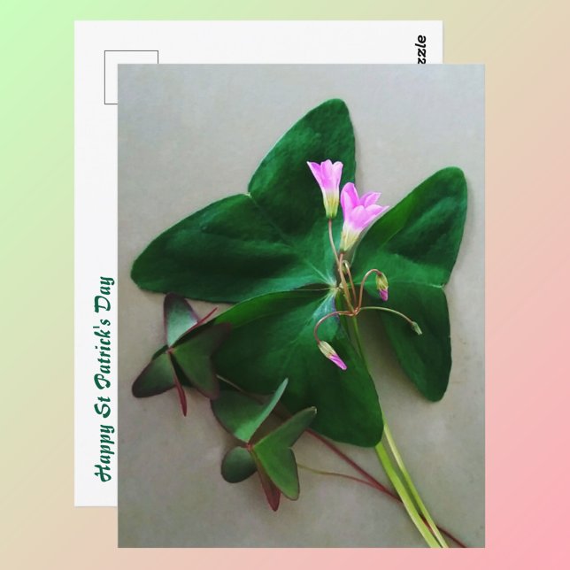 Carte Postale Trèfle vert Fleurs roses Saint Patrick (Créateur téléchargé)