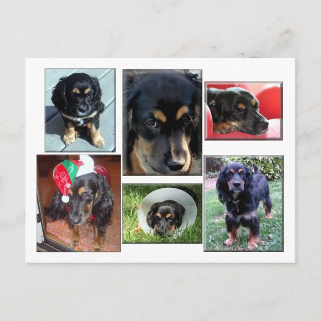 Carte Postale Trei-le chiot (Devant)