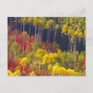 Carte Postale Trembles colorés dans Logan Canyon Utah dans l'
