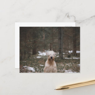 Carte Postale tremplins assis dans les bois
