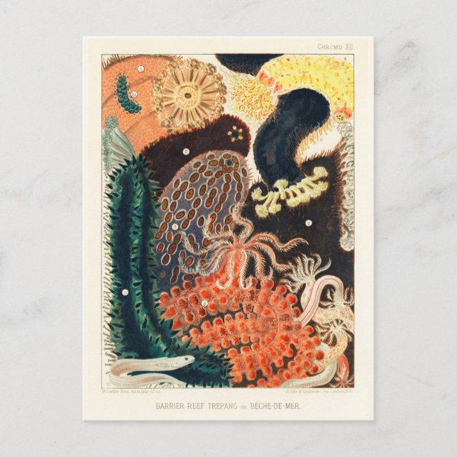 Carte Postale Trepang ou Bêche-de-Mer du Grand Barrier Reef (Devant)