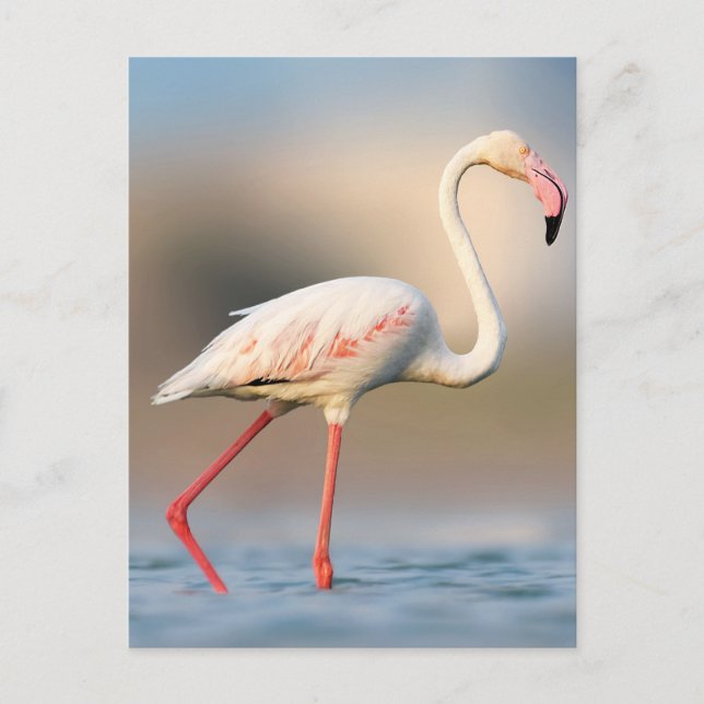 Carte Postale Très beau flamant rose (Devant)