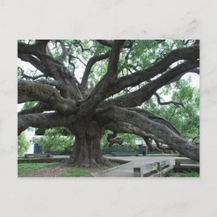 Carte Postale Très Grand Chêne Jacksonville Floride