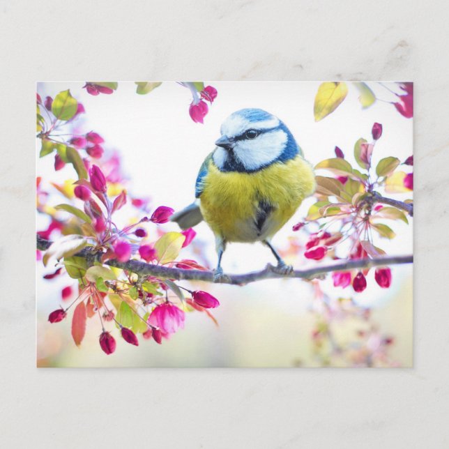 Carte Postale Très jolie photo d'oiseau bleu et jaune sur une br (Devant)