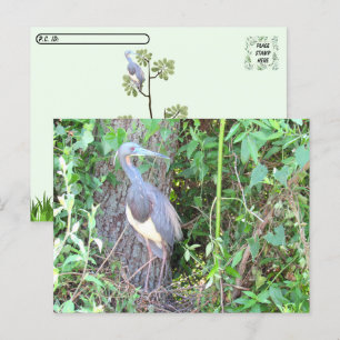Carte Postale Tri-Color Heron Building a Nest