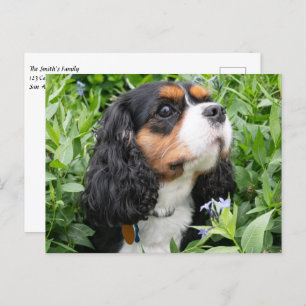 Carte Postale Tri Couleur Cavalier King Charles Spaniel Chien