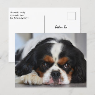 Carte Postale Tri Couleur Cavalier King Charles Spaniel Chien Ch