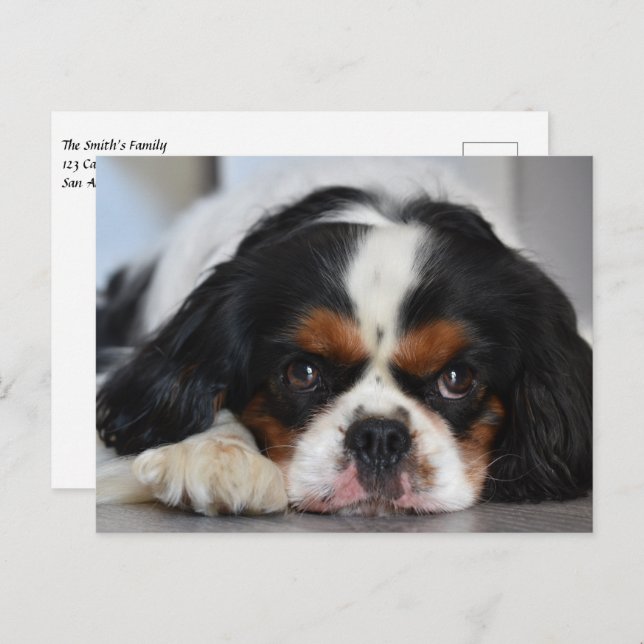 Carte Postale Tri Couleur Cavalier King Charles Spaniel Chien Ch (Devant / Derrière)