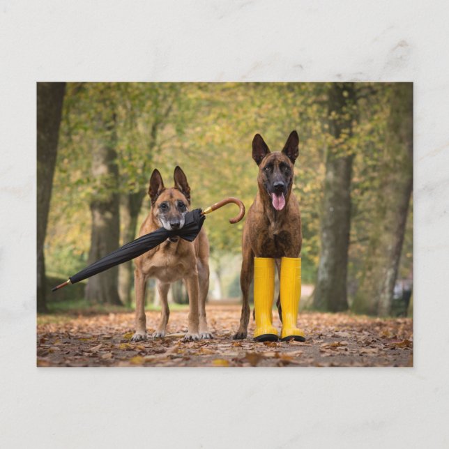 Carte Postale Trick dogs II (Devant)