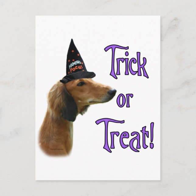 Carte Postale Trick Saluki (Devant)