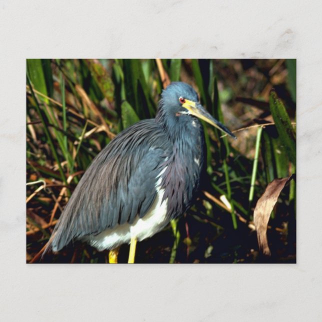 Carte Postale Tricolor Heron (Devant)