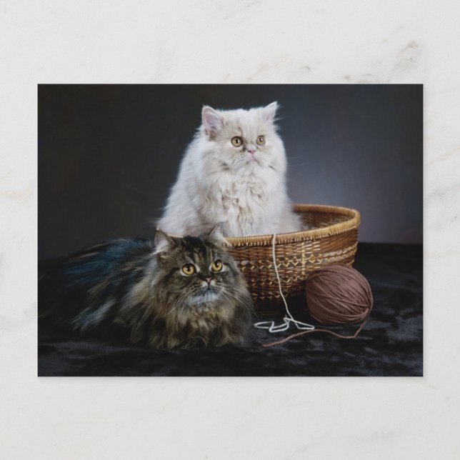 Carte Postale tricot laine drôle d'anniversaire furry chat perse (Devant)