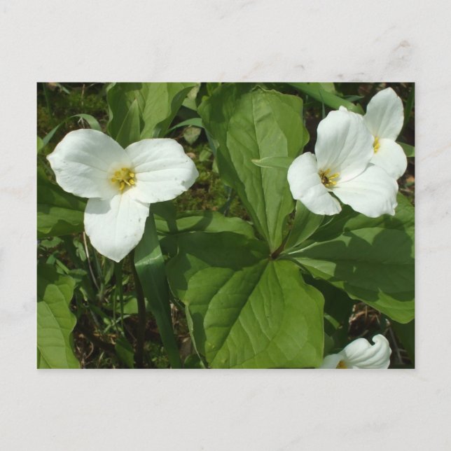 Carte Postale Trillium (Devant)