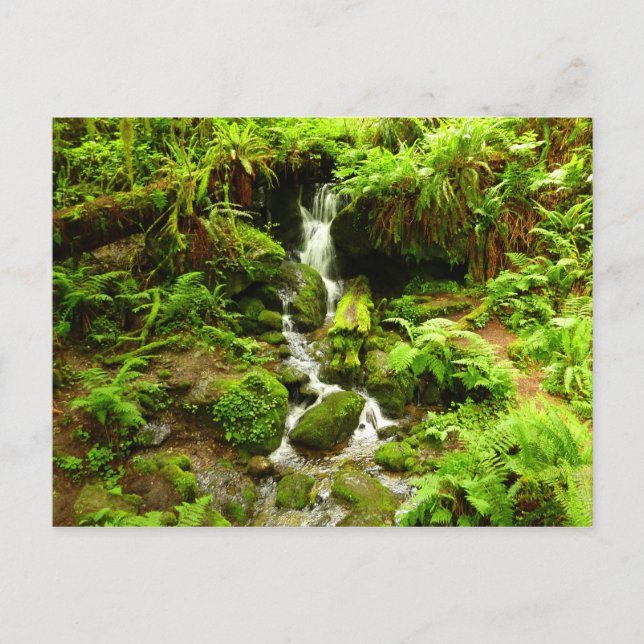 Carte Postale Trillium Falls à Redwood National Park (Devant)