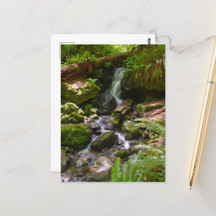 Carte Postale Trillium Falls Redwood National Park Californie