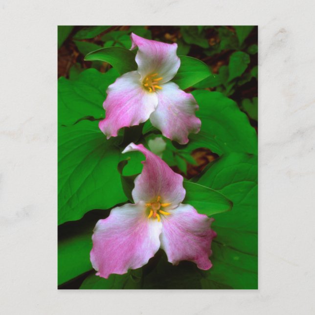 Carte Postale Trillium Fleur sauvage (Devant)