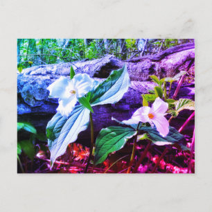 CARTE POSTALE TRILLIUMS RAINBOW