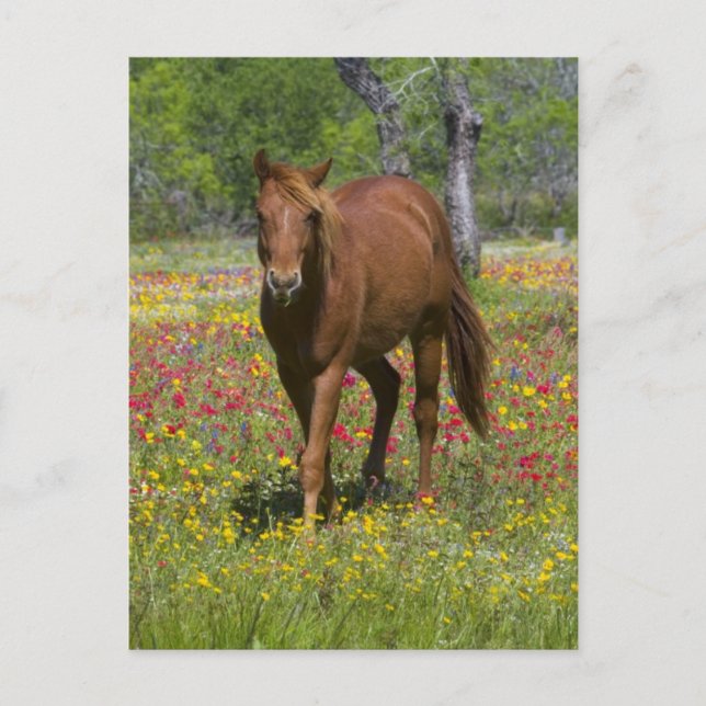 Carte Postale Trimestre Cheval en Champ de Fleur sauvage (Devant)