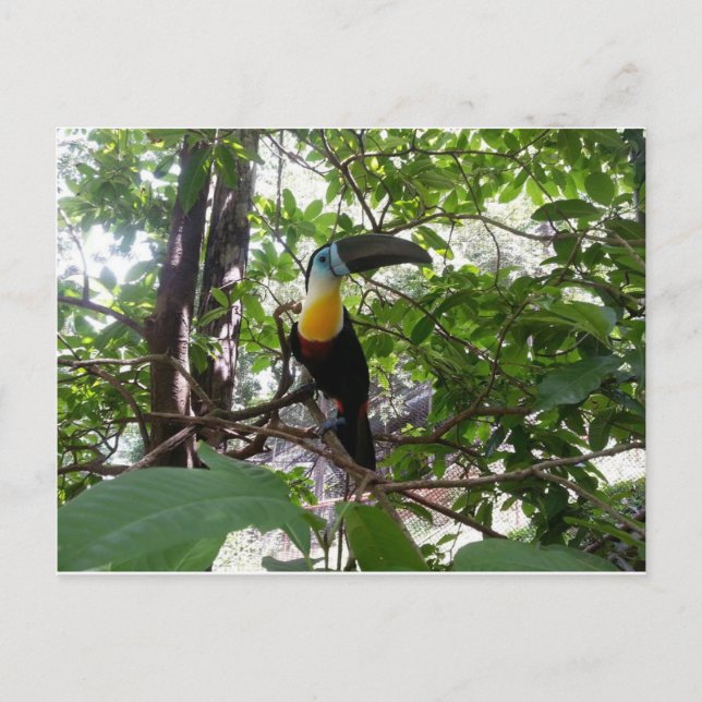 Carte postale Trinidad Toucan à la facture de cana (Devant)