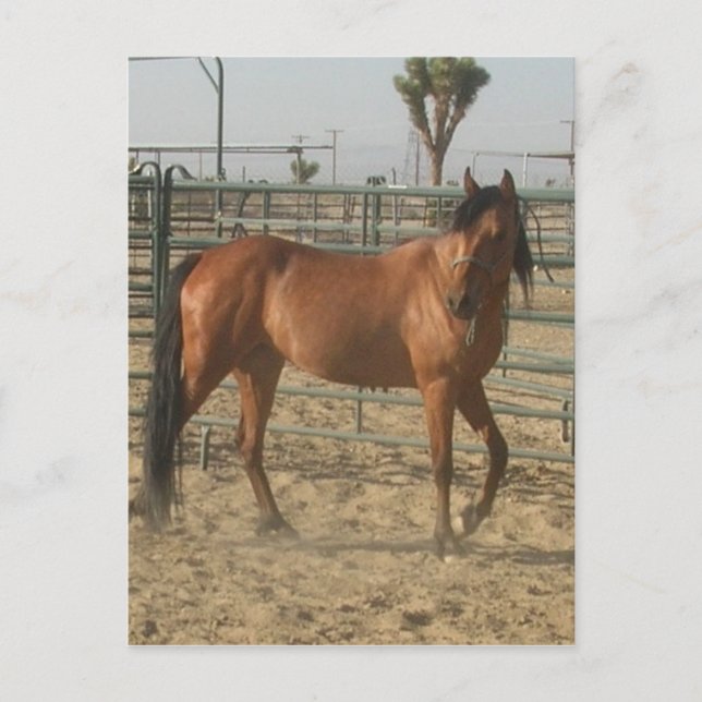 Carte Postale "Trinket" (Devant)