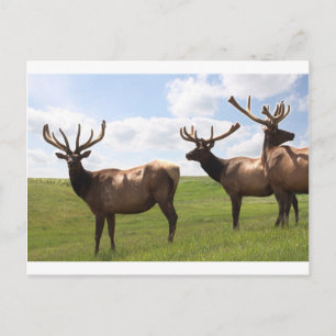 Carte Postale trio Canadian Bull Elk