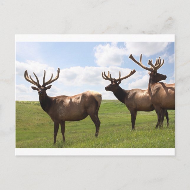 Carte Postale trio Canadian Bull Elk (Devant)