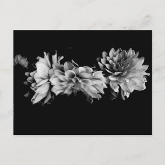 Carte Postale Trio Dahlia noir et blanc