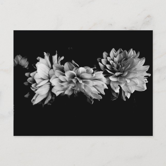 Carte Postale Trio Dahlia noir et blanc (Devant)