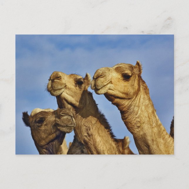 Carte Postale Trio de chameaux, marché aux chameaux, Le Caire, E (Devant)
